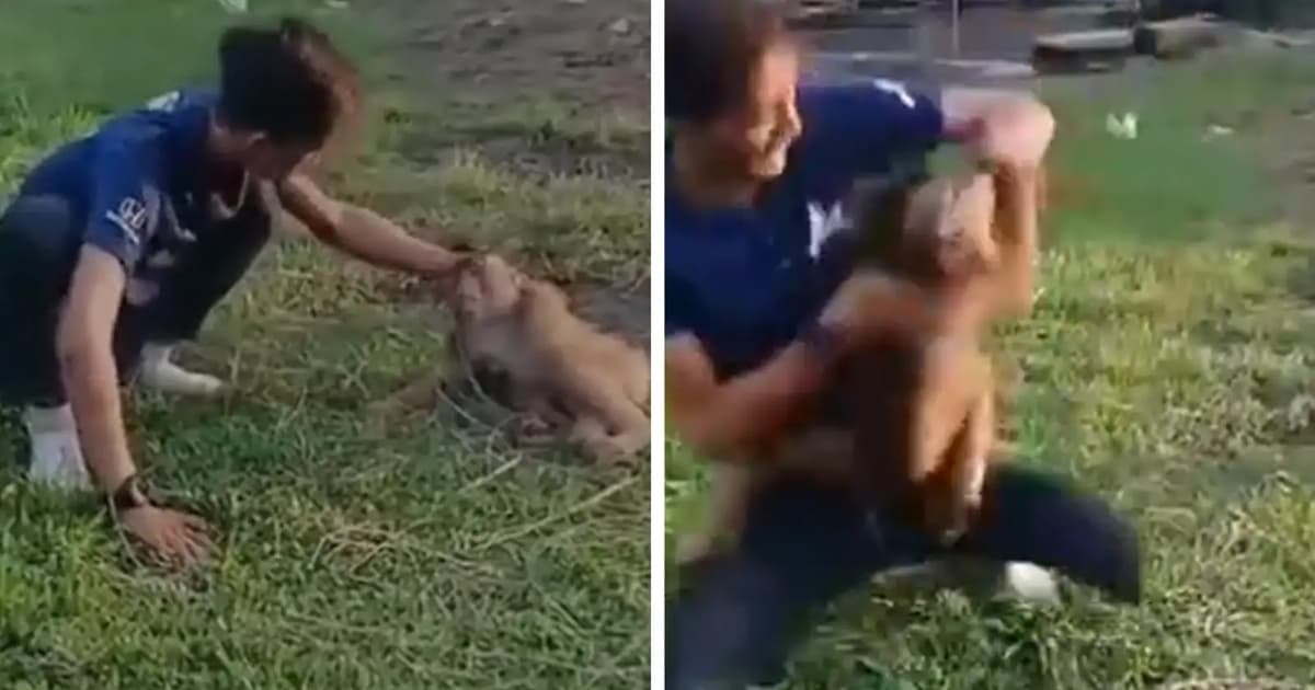 Animal rights group demands firm action against monkey abuser