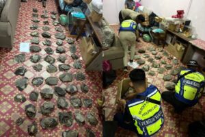 Authorities seize 570 turtle shells and scales in Semporna raid