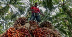 Bearish trade seen for CPO futures next week