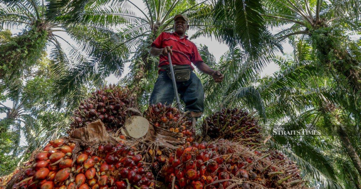 Bearish trade seen for CPO futures next week