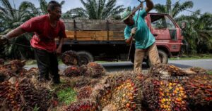 CPO price dip seen as temporary, stocks to rise in November: CIMB Securities