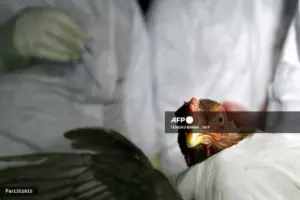 Cambodian man dies from H5N1 bird flu, sixth death this year