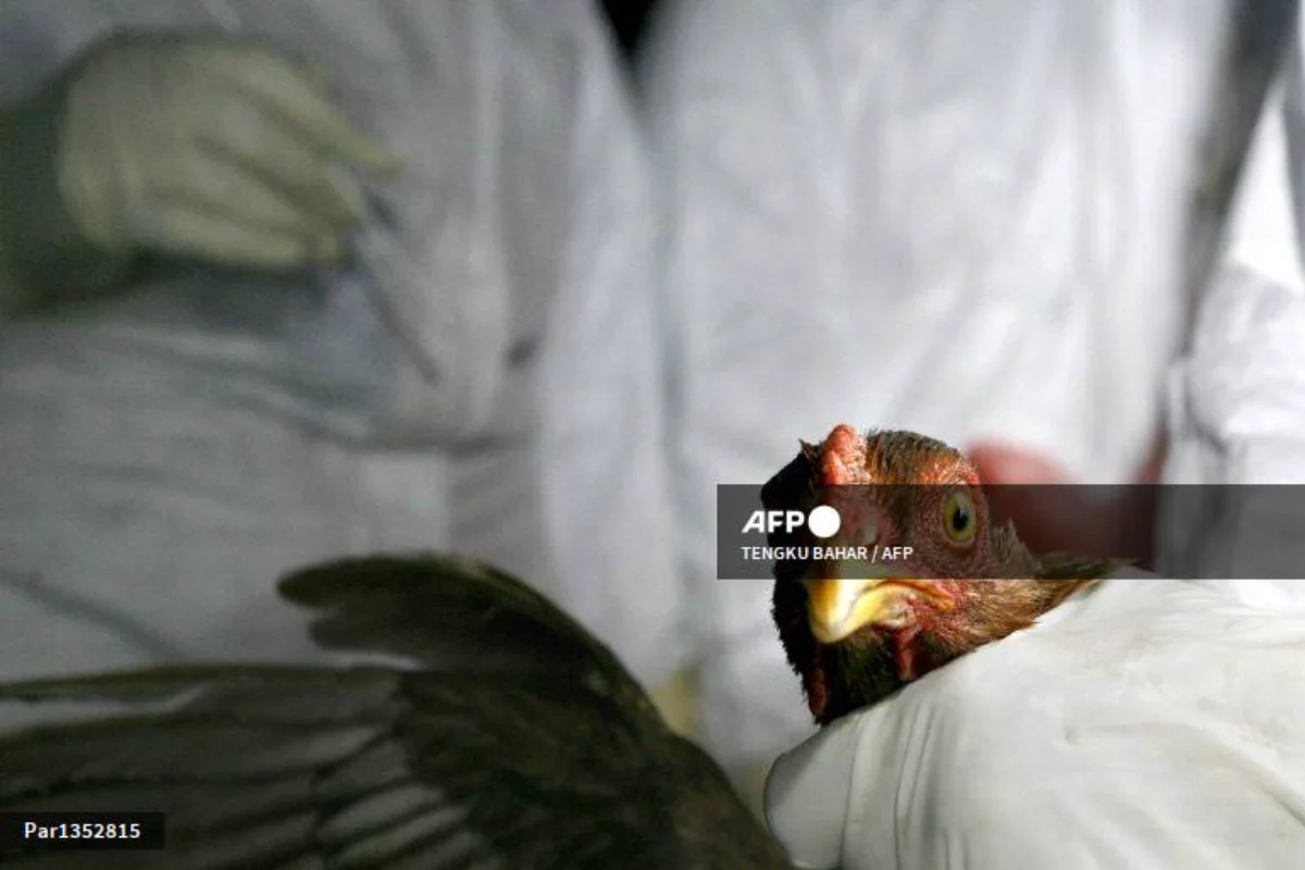Cambodian man dies from H5N1 bird flu, sixth death this year