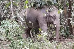 Elephant dies after falling into sewage tank in Lahad Datu