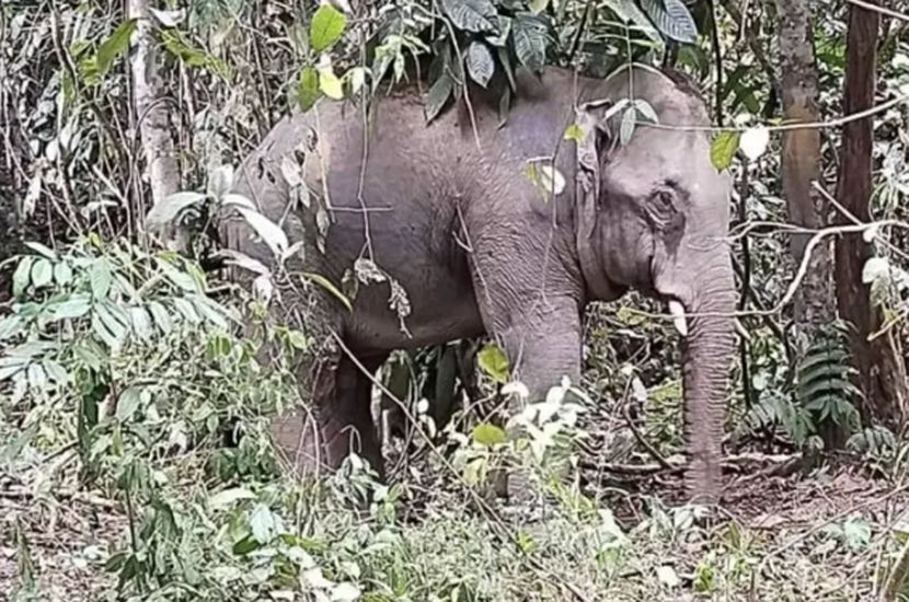 Elephant dies after falling into sewage tank in Lahad Datu