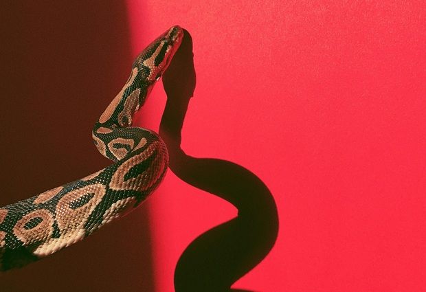 Family shocked as 60kg python crashes through bathroom ceiling