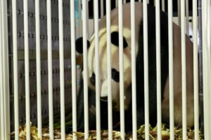 Giant pandas Chen Xing and Xiao Yue arrive in Malaysia