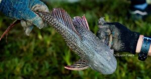 Govt, NGOs, local communities team up to tackle invasive fish species - minister