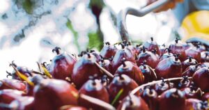 Govt to expand CAPOC 2026, enhance palm oil access to global markets