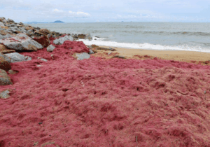Jangan sentuh rumpai laut berwarna merah