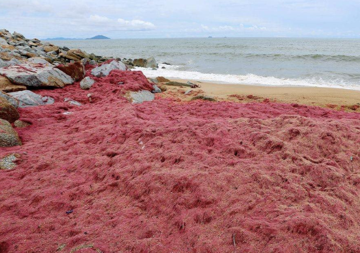 Jangan sentuh rumpai laut berwarna merah