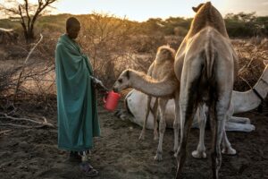 Kemarau paksa pengembala ternak unta di Kenya
