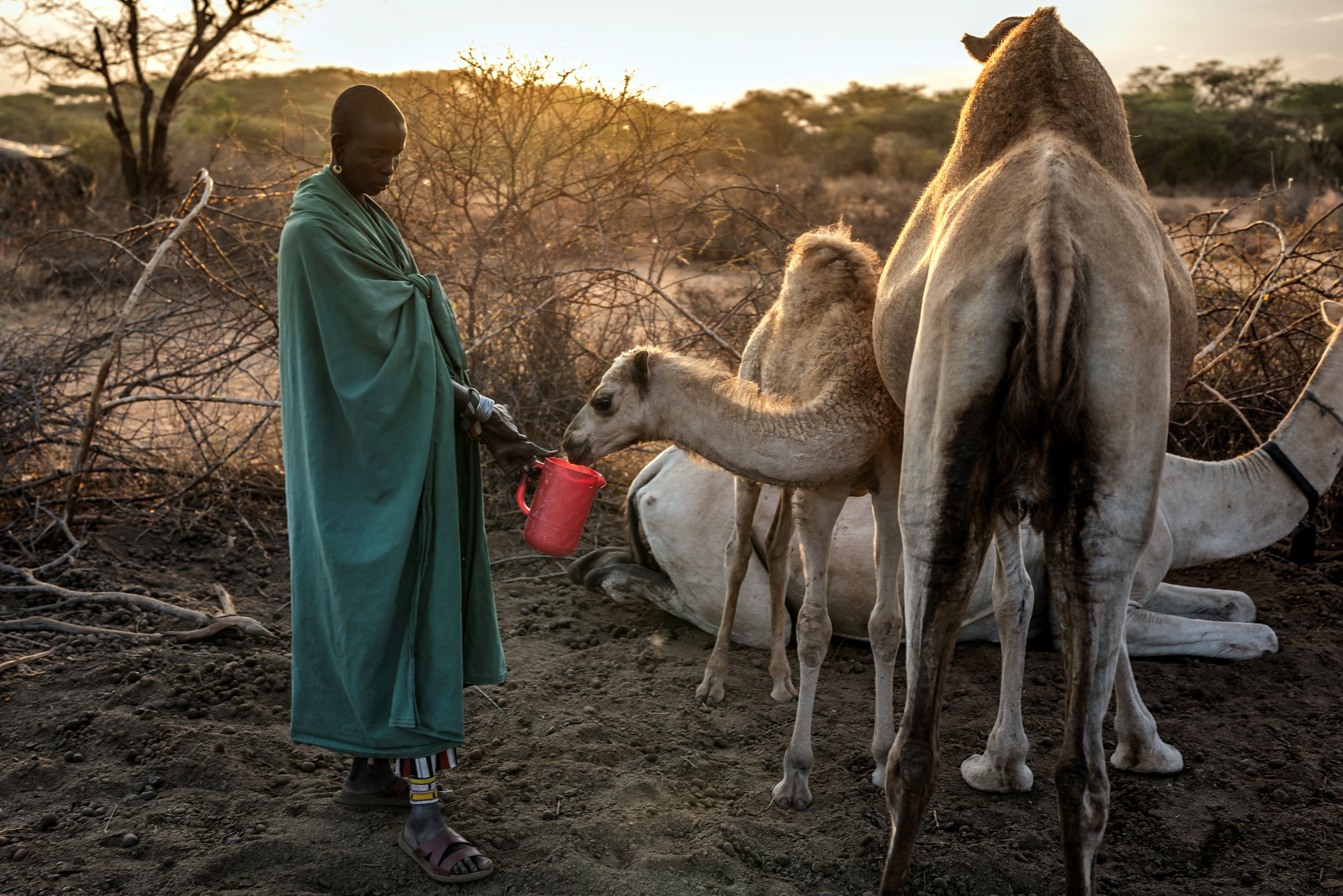 Kemarau paksa pengembala ternak unta di Kenya