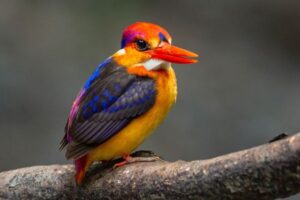 Kepelbagaian spesies burung di Wang Kelian