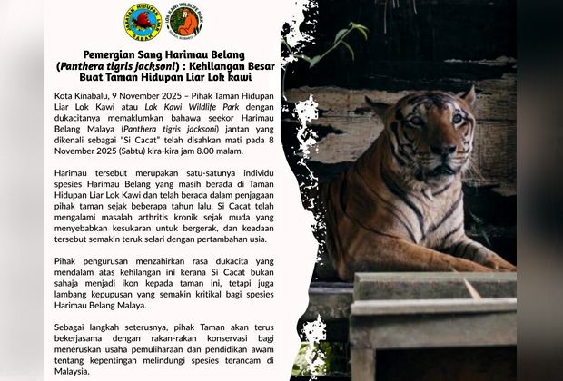 Malayan Tiger 'Si Cacat' dies from old age at Lok Kawi Wildlife Park
