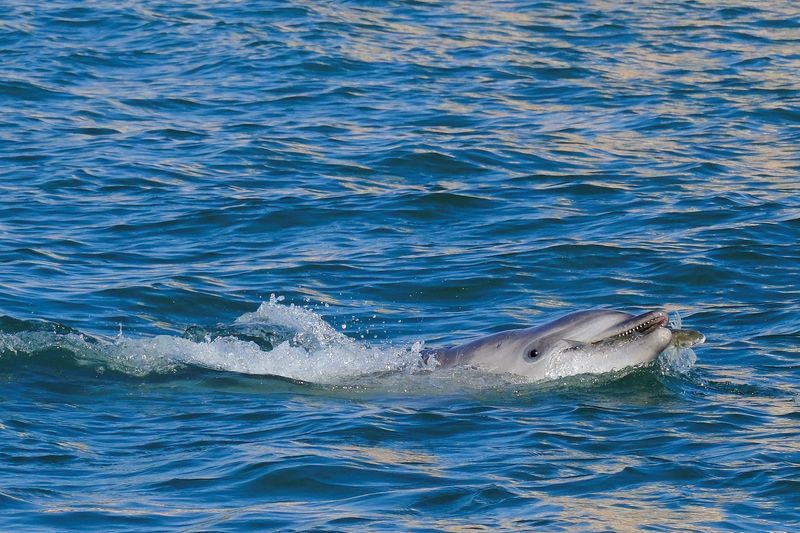 'Mimmo' the dolphin delights Venice tourists, worries experts