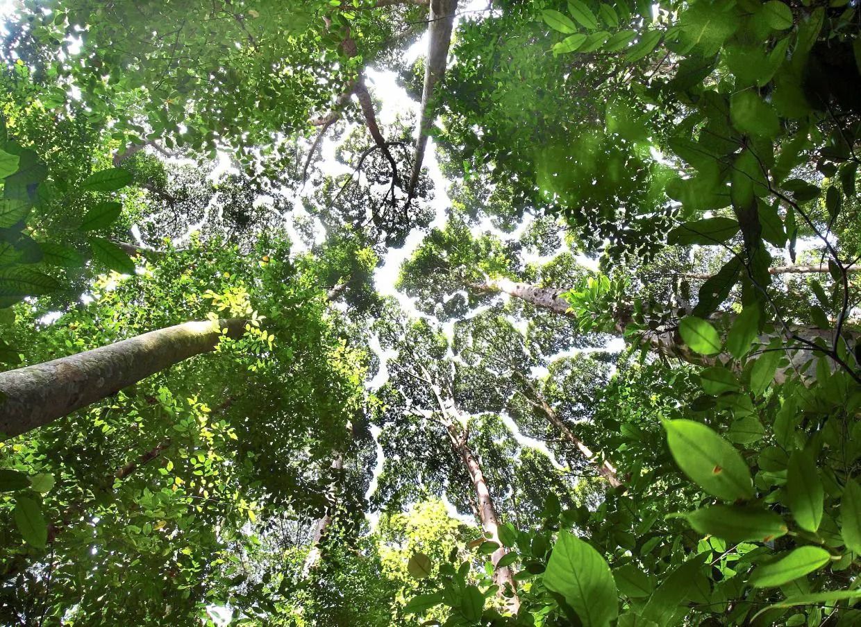 More Orang Asli to be deployed as frontliners of the forest