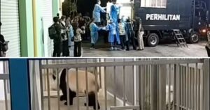 #NSTviral: Playful pandas go viral after settling into Zoo Negara enclosure [WATCH]