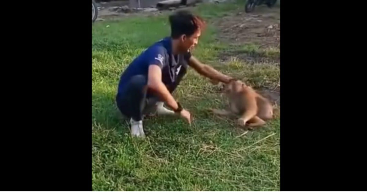 Online outrage after man beats monkey in viral video