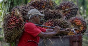 Palm tracks rival Dalian oils lower; higher production also weighs