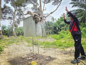 Pemilik dusun durian rugi besar akibat ancaman kera