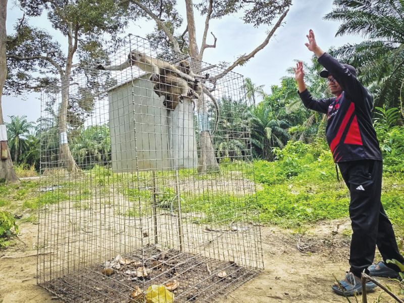 Pemilik dusun durian rugi besar akibat ancaman kera