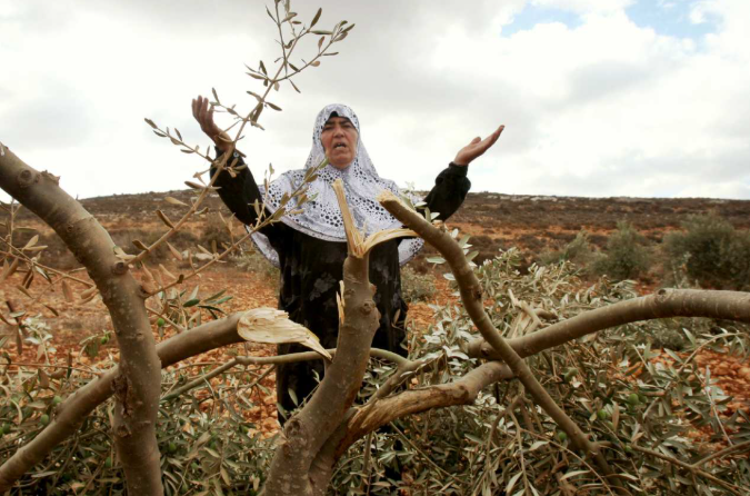 Penduduk haram Yahudi musnahkan 4,000 pokok zaitun rakyat Palestin