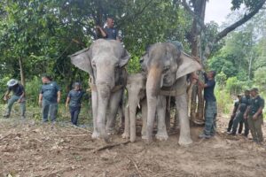 Perhilitan Perak tangkap tujuh gajah liar