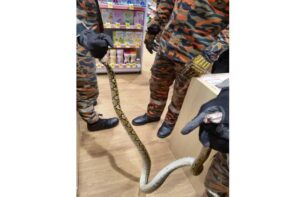 Python bites pharmacy worker at Setia Alam outlet