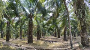 Ribuan penduduk Riau bantah kerajaan Indonesia ambil alih ladang sawit