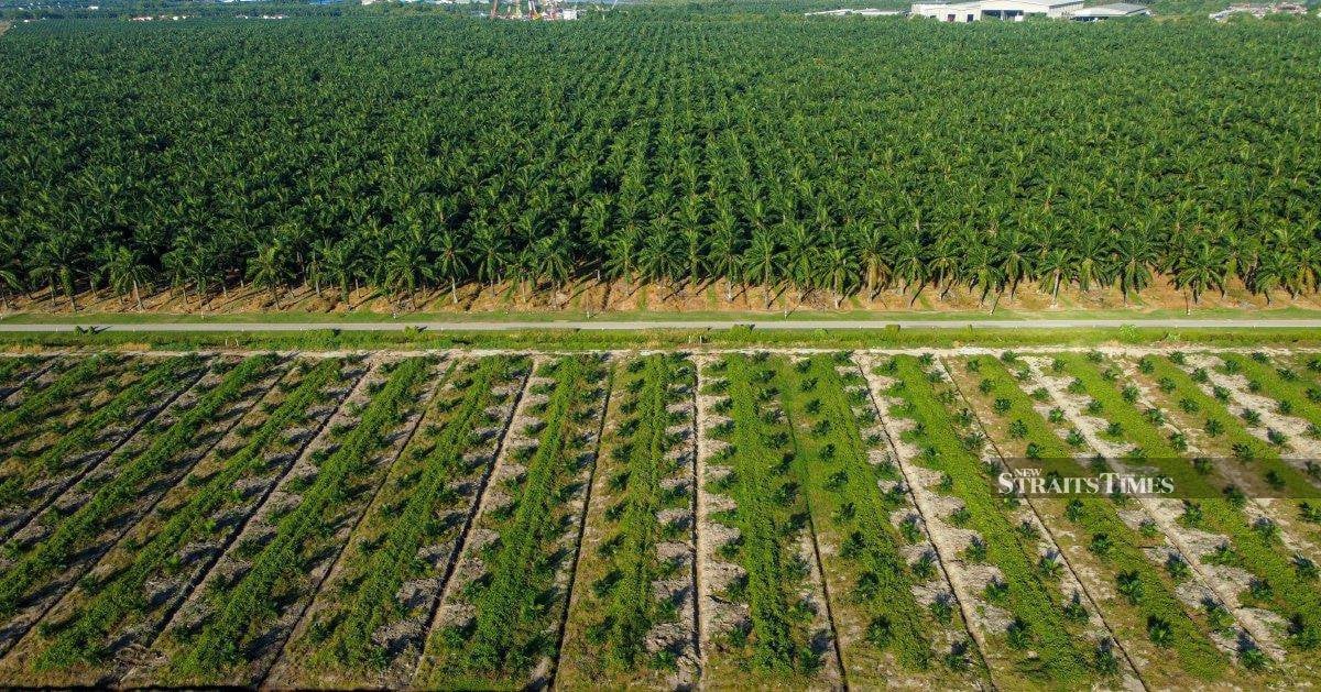 SD Guthrie poised for RM385mil gain from Sime Darby Property industrial JV