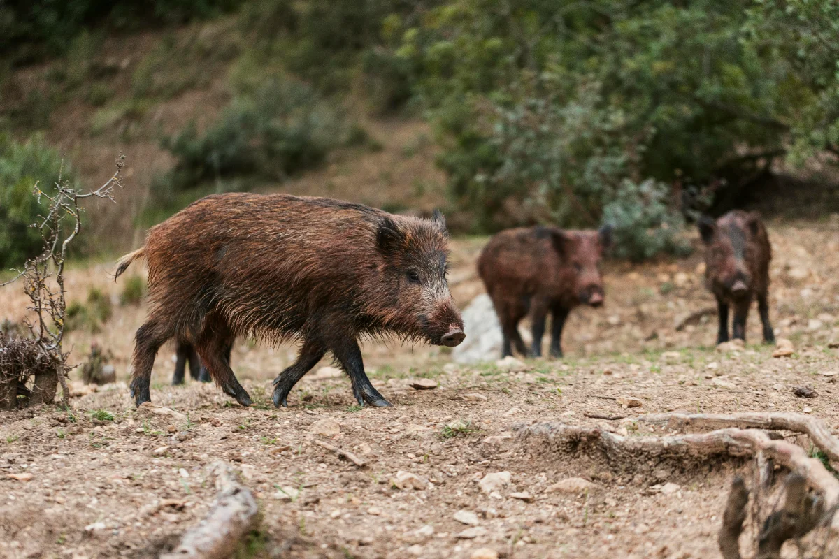 Spain detects first African swine fever cases since 1994