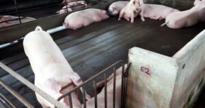 Syndicates smuggling drugs in pig rectums, says GOF
