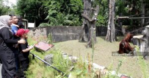 The unseen dedication keeping Zoo Taiping's orangutans healthy and happy