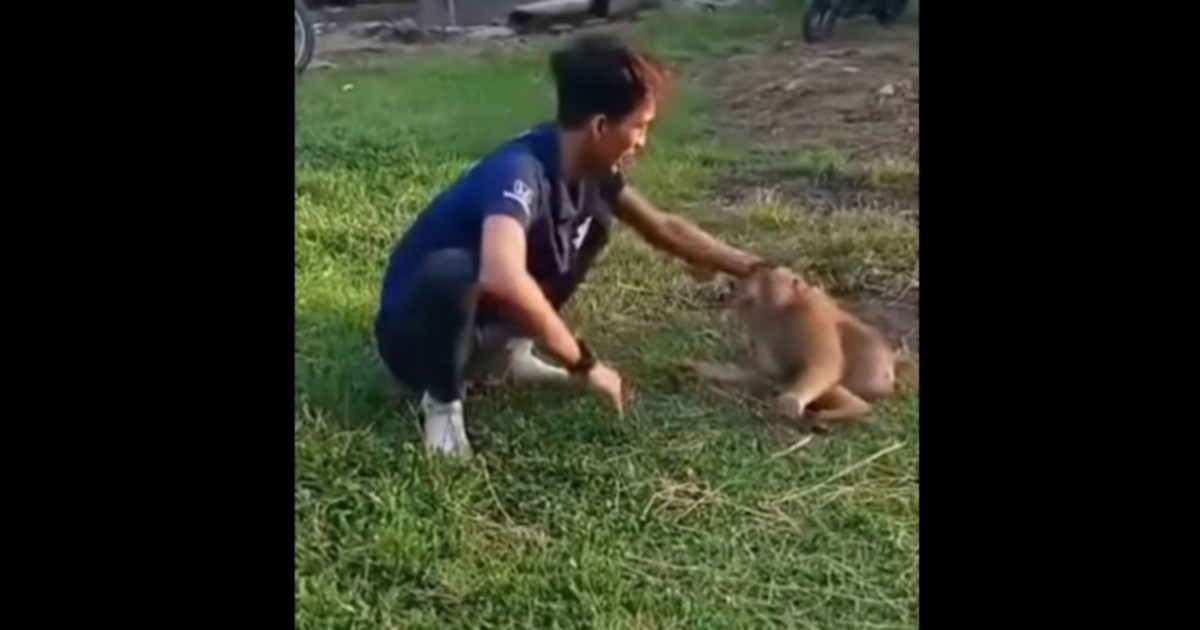 Two held after video of macaque abuse sparks public outrage