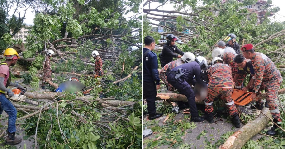 'He was saving for his wedding', says sister of rider killed by fallen tree