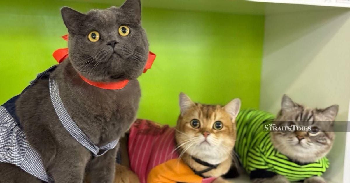 A professor's love letter to Malaysia — in poems and pawprints