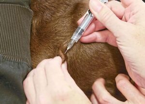 Almost 2,000 reports lodged over viral animal neglect case, says DVS