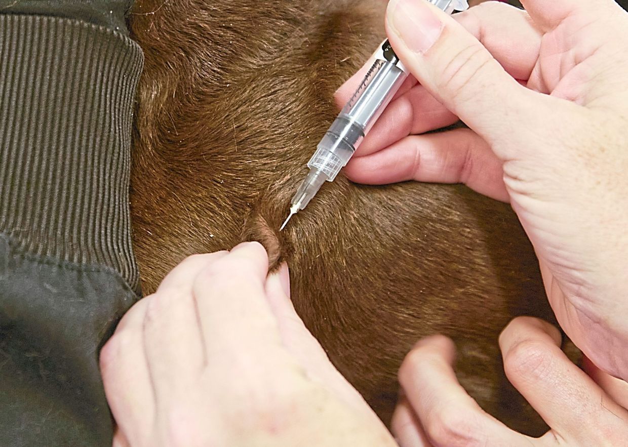 Almost 2,000 reports lodged over viral animal neglect case, says DVS