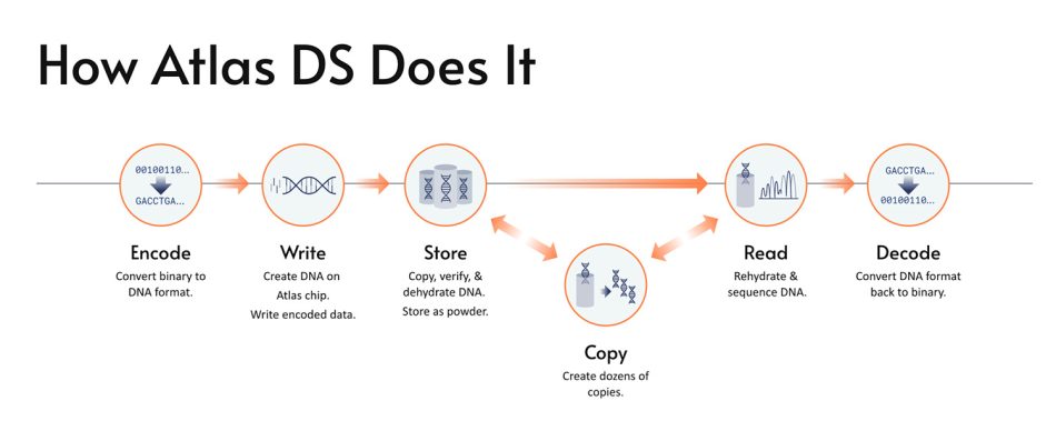 Atlas Menawarkan Storan Data Dalam Rantaian DNA