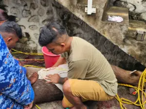 Captive deer dies during rescue at Seremban housing estate