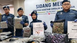 Customs seizes ganja buds worth over RM60mil in Seri Kembangan raid
