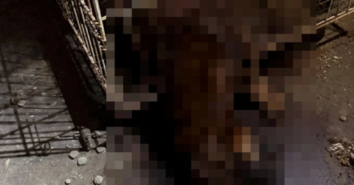 DVS: Section 112, not Penal Code, applies in abandoned pets case in Damansara Damai