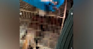 DVS also investigating death of animals in abandoned veterinary clinic