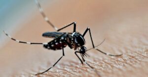 Dengue deaths down 61.3pct, cases fall by more than half - health minister