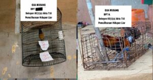 Five undocumented migrants nabbed, protected wildlife seized in Gua Musang