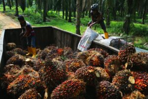 Harga MSM dijangka sekitar RM3,800 hingga RM4,100 setan