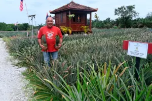 Jermanpine: Pontian's new tourism icon