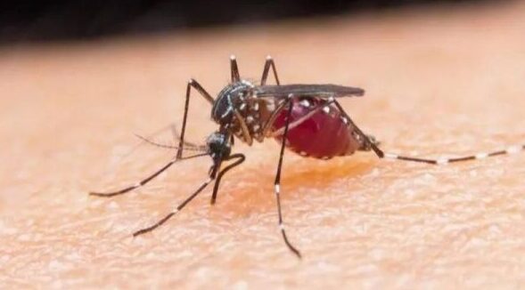 Kematian akibat malaria meningkat tiga kali ganda pada 2024