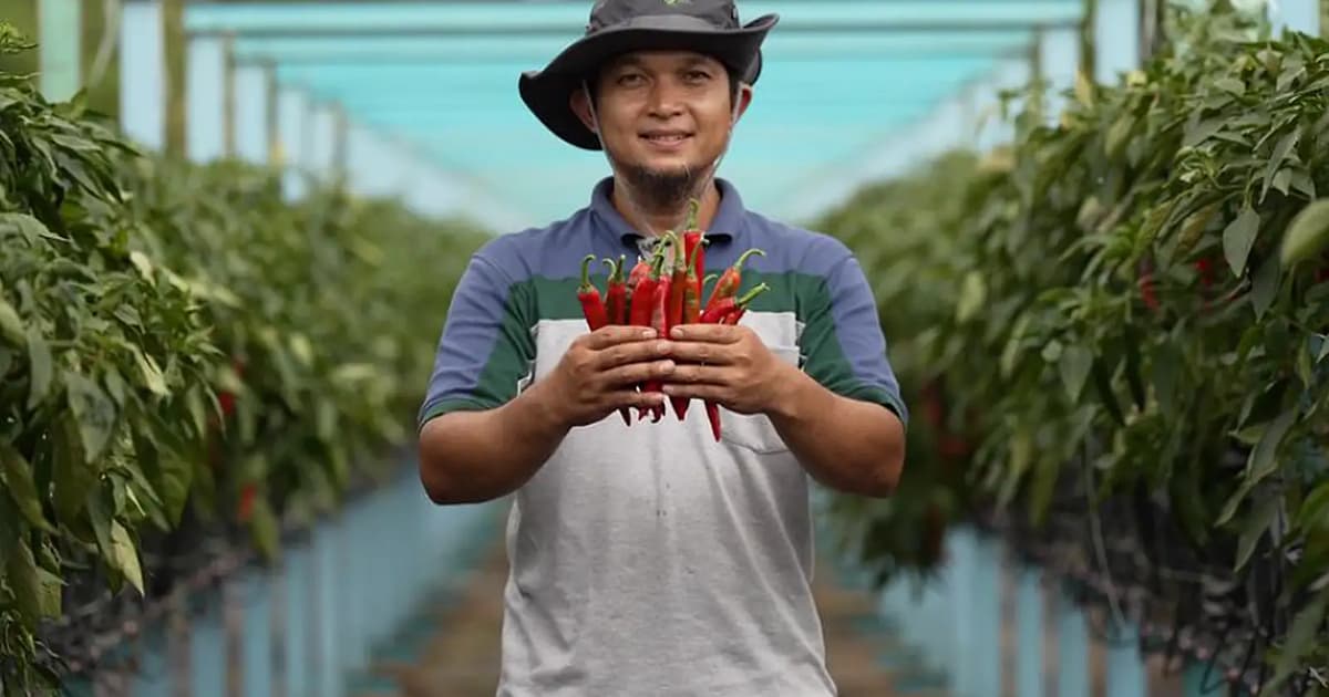 Kg Sungai Lang Baru farmers rake in RM600K from chilli farming